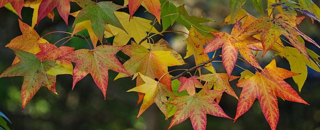September Sales Guide: What to Buy (and Skip) This Month