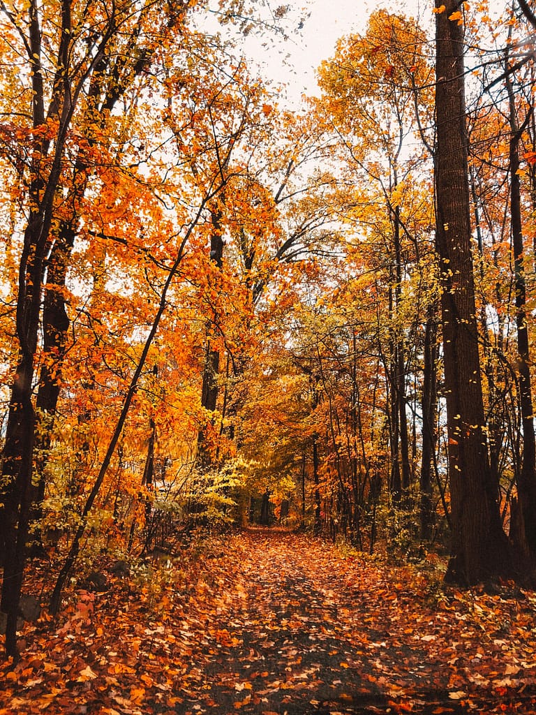 street surrounded by leaves i nbetween of trees